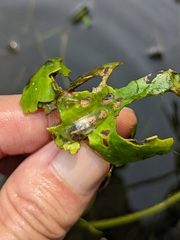 Acentropinae