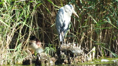 Ardea cinerea