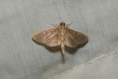 Omiodes tristrialis