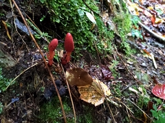 Balanophora laxiflora
