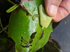 Acentropinae