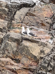 Larus dominicanus vetula