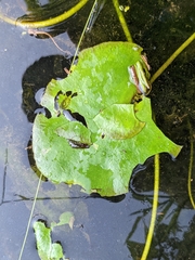 Acentropinae