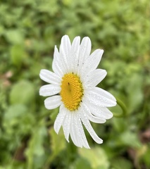 Anthemideae