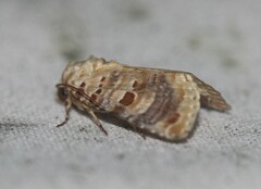 Diastema tigris