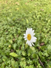 Anthemideae