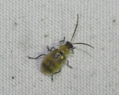 Diabrotica balteata