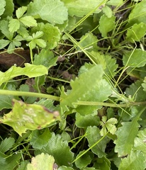 Anthemideae