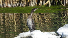 Microcarbo pygmaeus