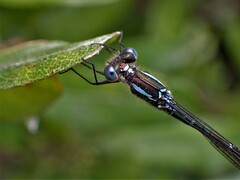 Austrolestes colensonis