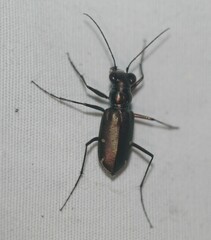 Eunota severa