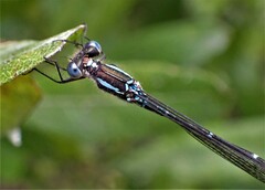 Austrolestes colensonis
