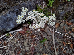 Anaphalis morrisonicola