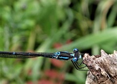 Austrolestes colensonis