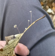 Mycena capillaris