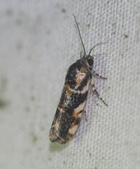 Spragueia jaguaralis