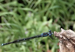 Austrolestes colensonis