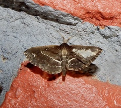 Adrapsa ablualis