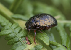 Chrysolina