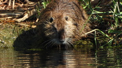 Myocastor coypus