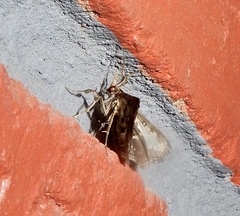 Adrapsa ablualis