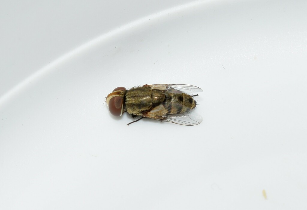Miltogramma rutilans