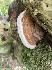 Ganoderma applanatum