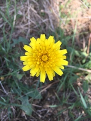 Taraxacum officinale