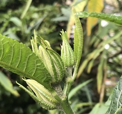 Hibiscus heterophyllus