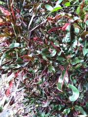 Codiaeum variegatum pictum