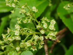 Plagianthus regius chathamicus