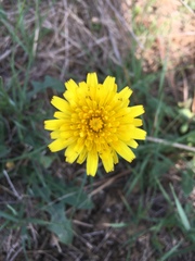 Taraxacum officinale