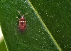 Atomaria lewisi