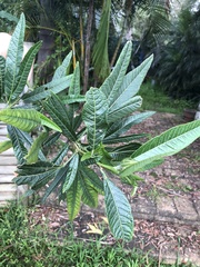 Hibiscus heterophyllus