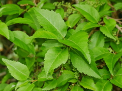 Plagianthus regius chathamicus