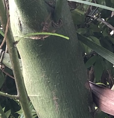 Hibiscus heterophyllus