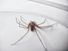 Loxosceles rufescens