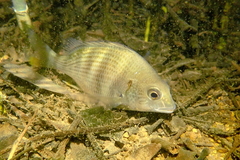 Acanthopagrus latus