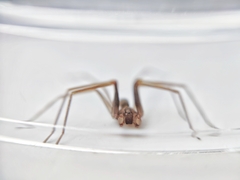 Loxosceles rufescens