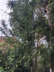 Hibiscus heterophyllus