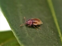 Atomaria lewisi