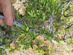 Diospyros lycioides
