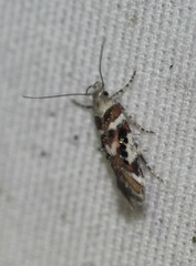 Aristotelia elegantella