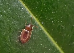 Atomaria lewisi