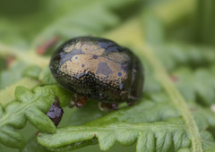 Chrysolina