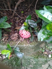 Ixora casei