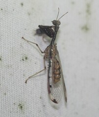 Dicromantispa interrupta