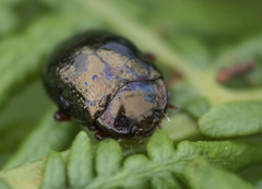 Chrysolina