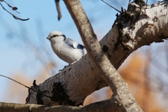 Cyanistes cyanus