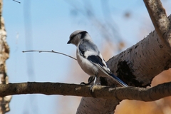 Cyanistes cyanus